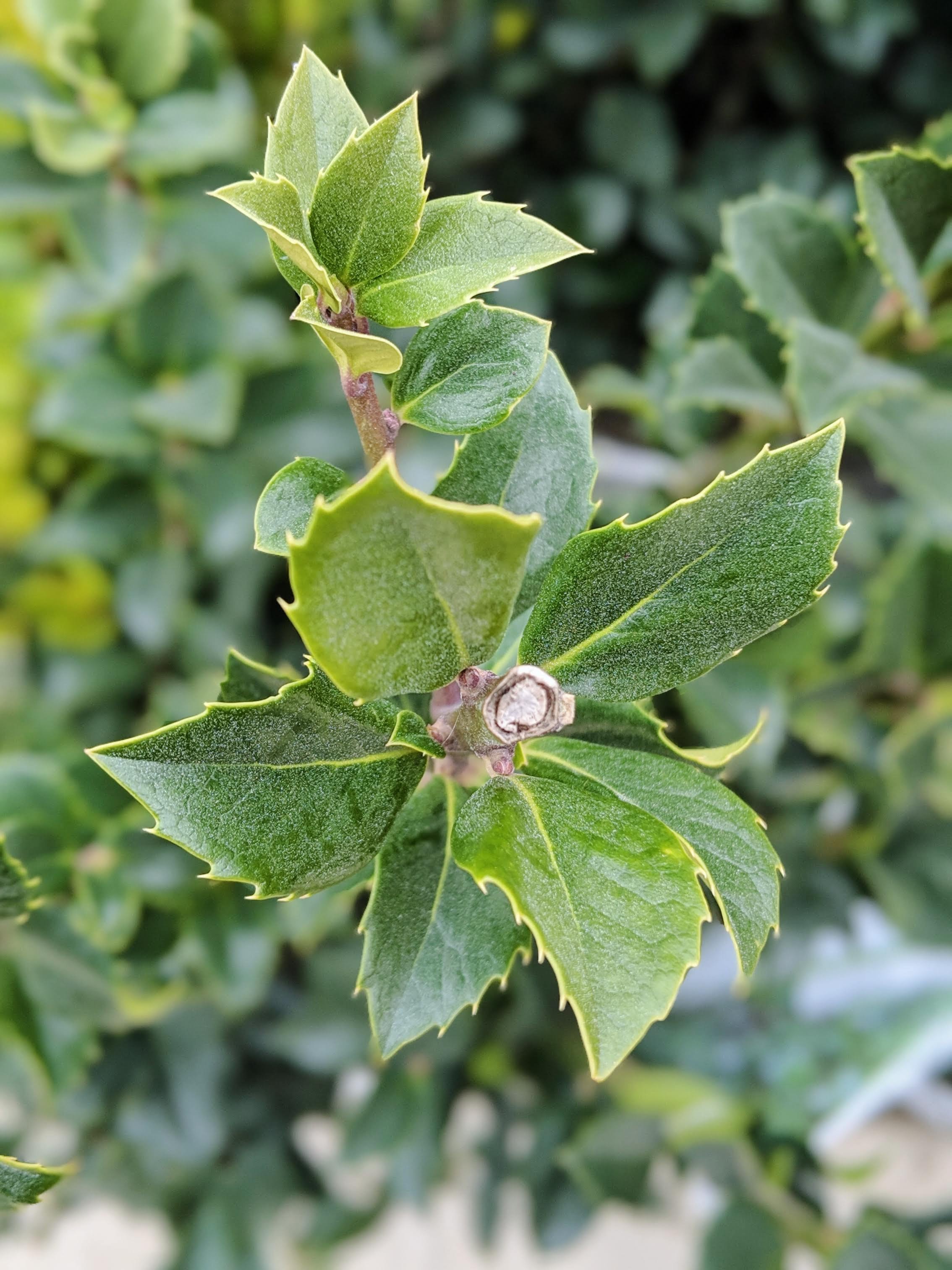 Christmas Jewel Holly - 3 Gallon Pot - Deer-Resistant, Drought-Tolerant, Evergreen Tree - Zone 6-9