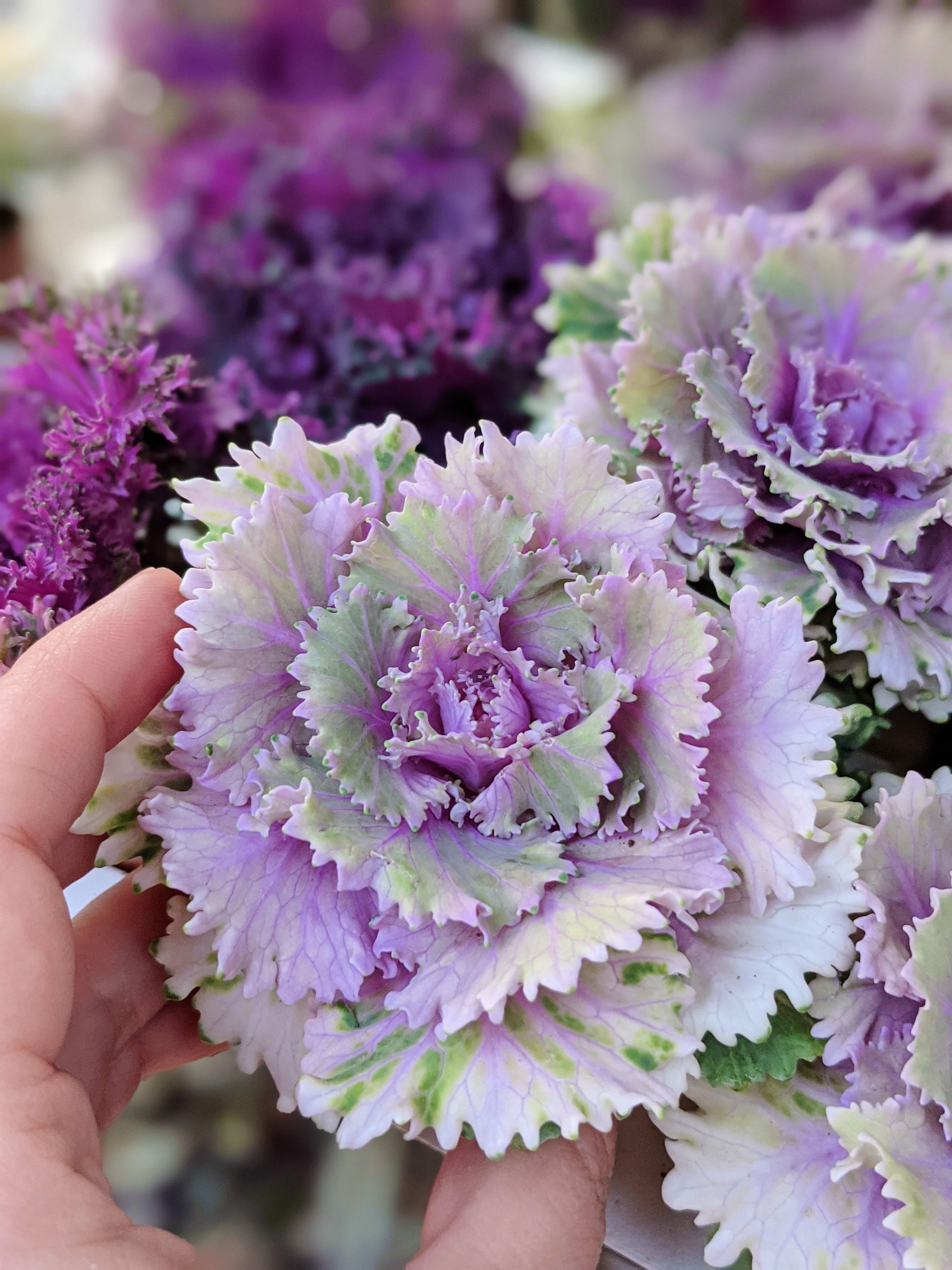 cabbage looking flower