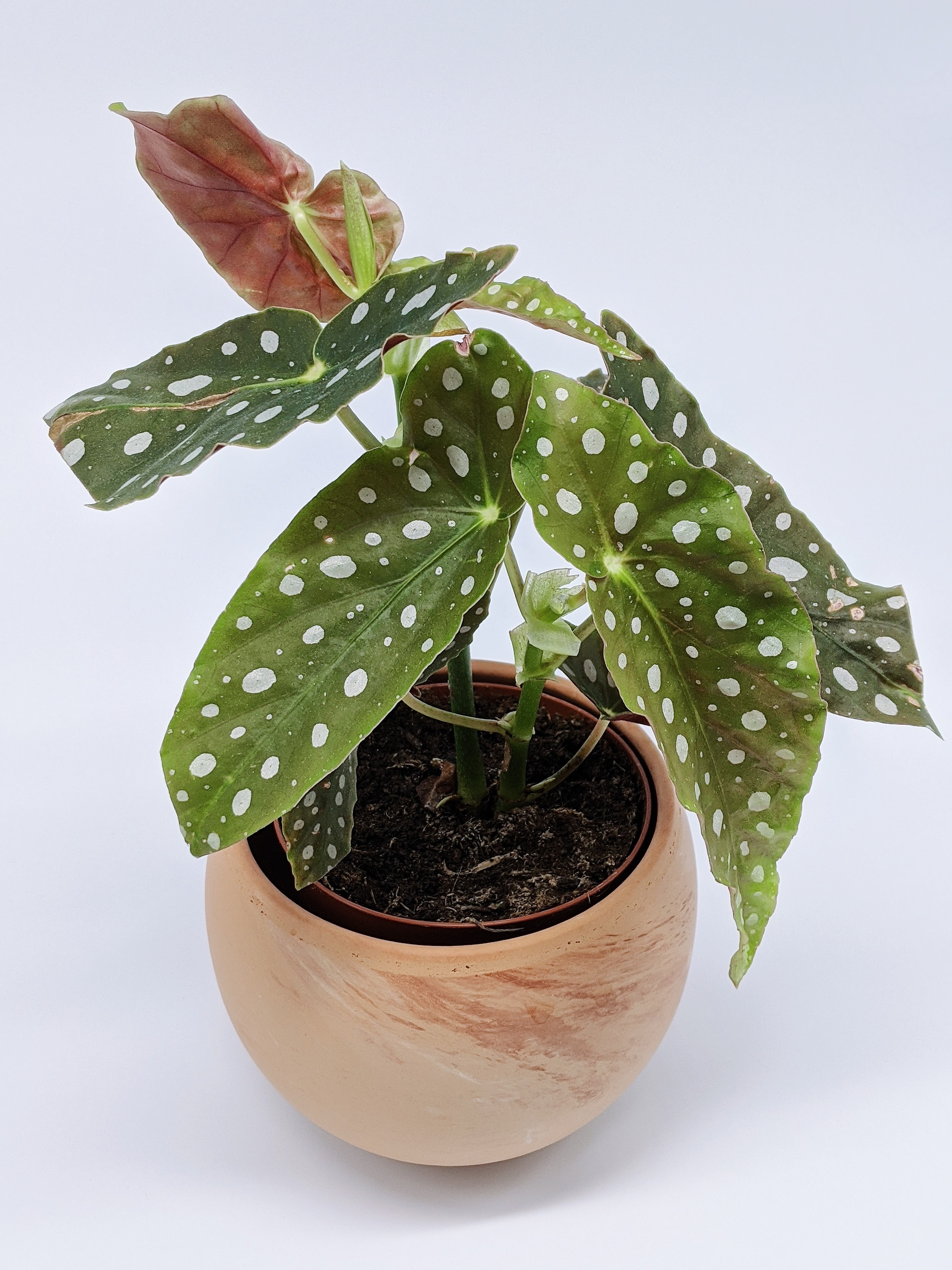 How To Care For A Polka Dot Begonia - Nicks Garden Center