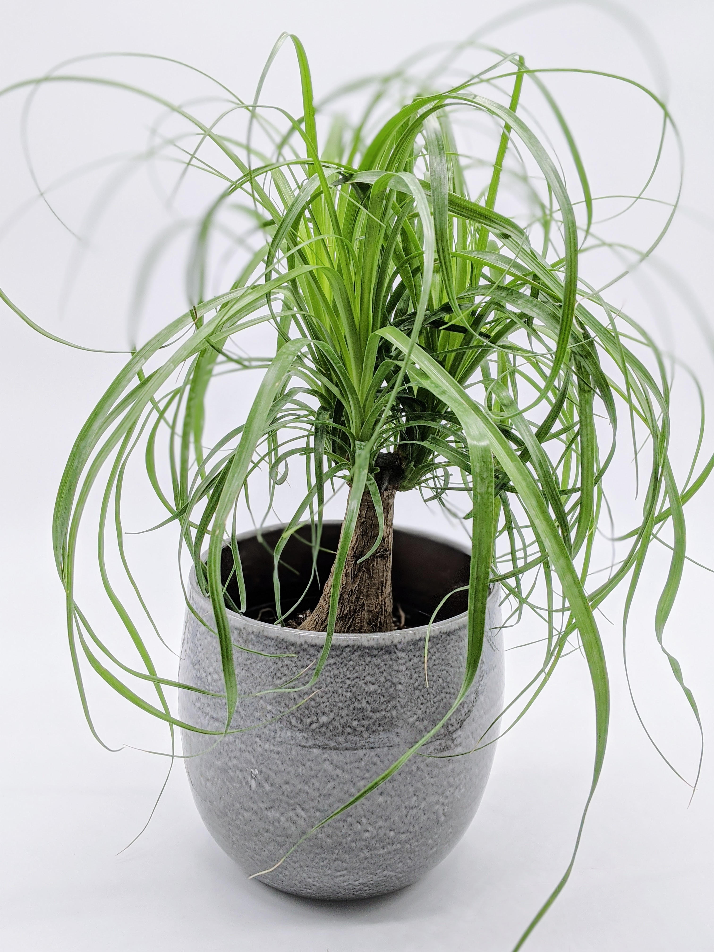 Where To Buy A Ponytail Palm - Nick's Garden Center