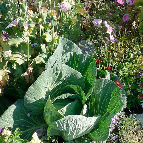 Grow Cabbage for the Health of It