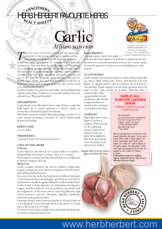 About Garlic | Cool Season Crops | Nick's Garden Center | Denver CO