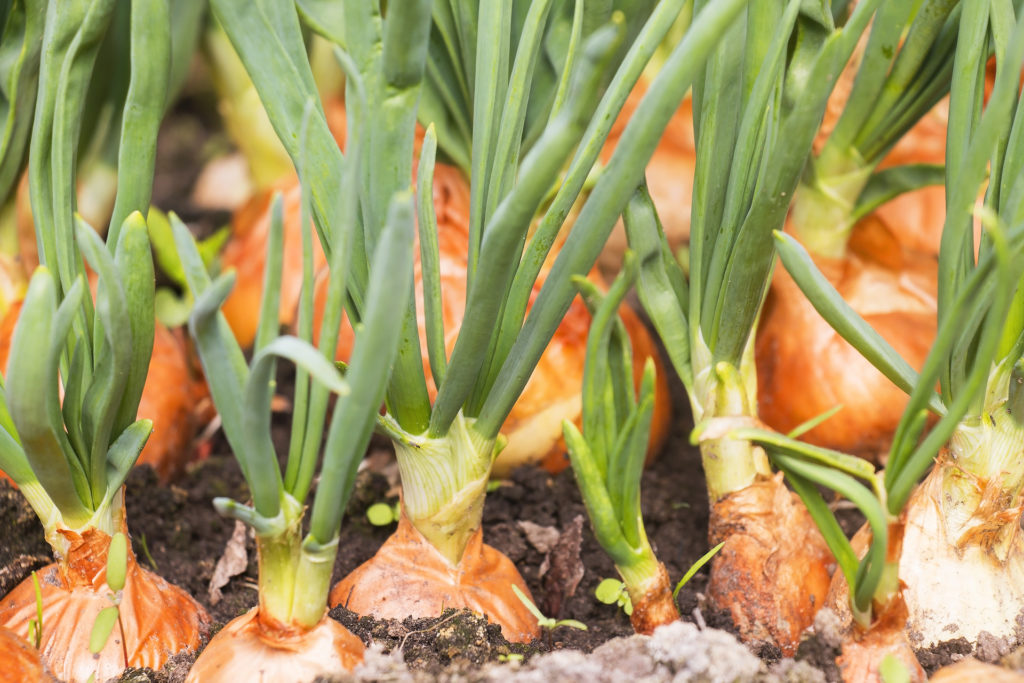 Six Easy Steps to Grow Onions in Your Colorado Garden