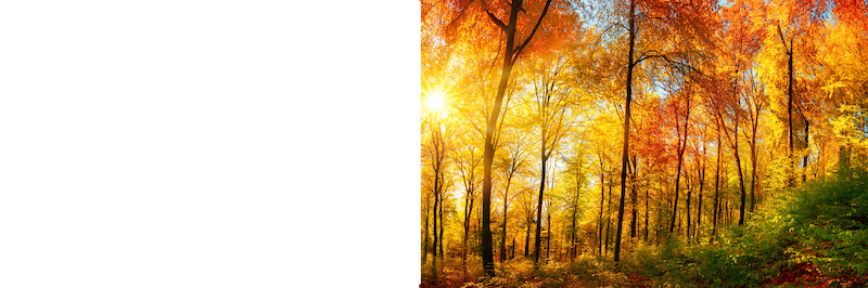 Deciduous Trees in Fall | Nick's Garden Center