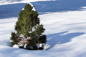 Alberta Spruce | Small Evergreen Trees | Plants & Shrubs for Colorado Climate | Denver CO