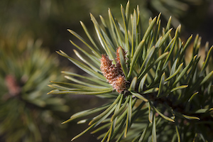 Austrian Pine | Evergreens for Colorado Climates | Nick's Garden Center | Denver CO