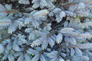 Baby Blue Eyes Spruce | Plants & Trees for Colorado Climates | Nick's Garden Center | Denver CO