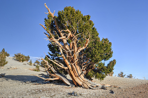 Bristlecone Pine | Evergreen Trees for Colorado Climates | Nick's Garden Center | Denver CO