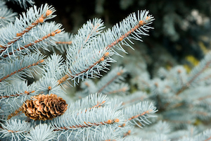 Colorado Blue Spruce | Evergreens for Colorado Climates | Nick's Garden Center | Denver CO