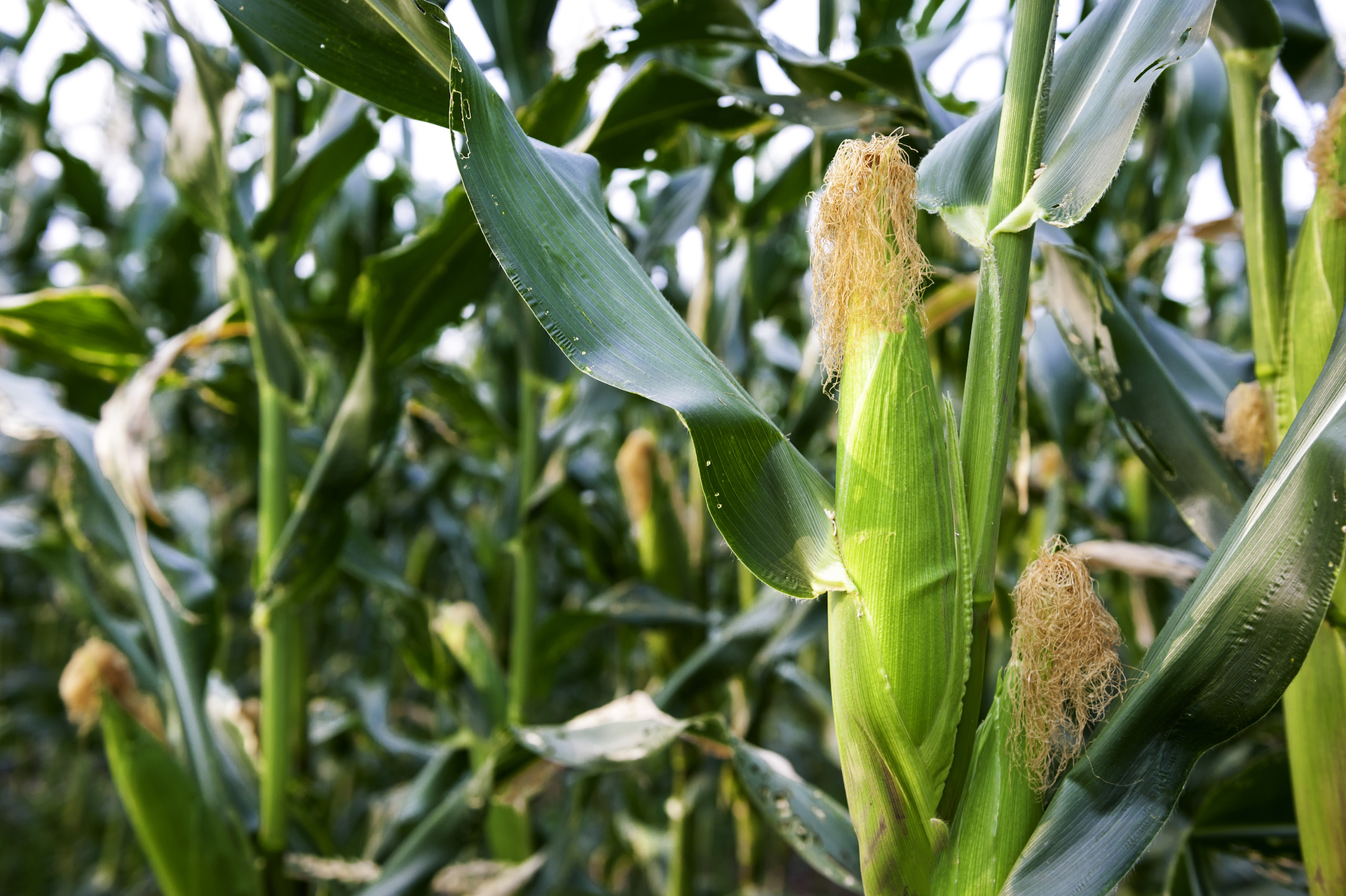 How much water does a corn plant need Idea