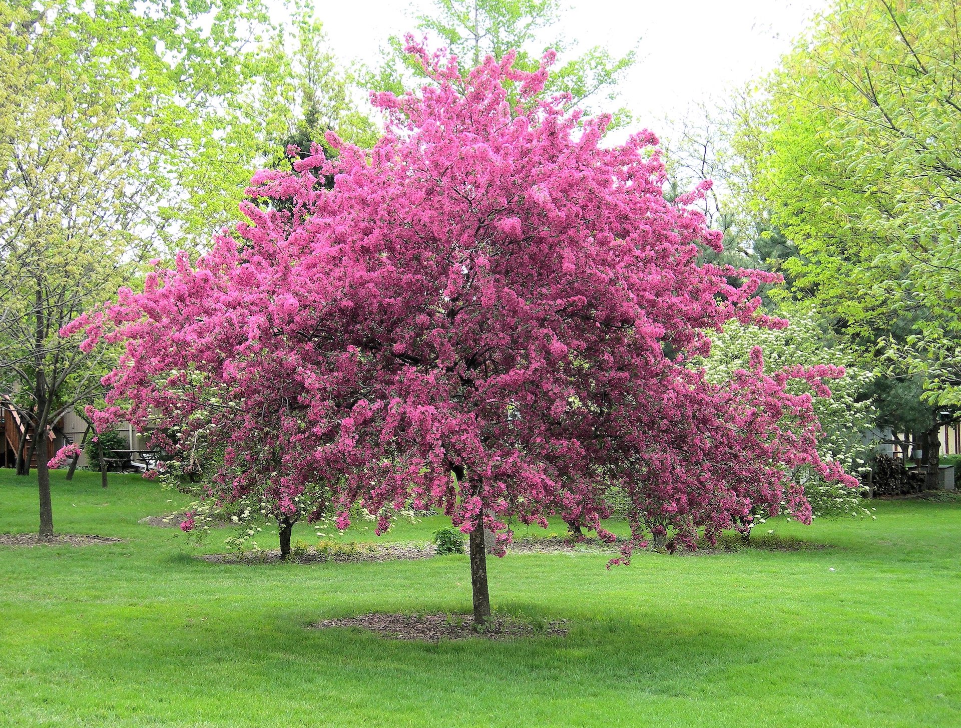 Flowering Ornamental Trees For Colorado Climates Nick s Garden
