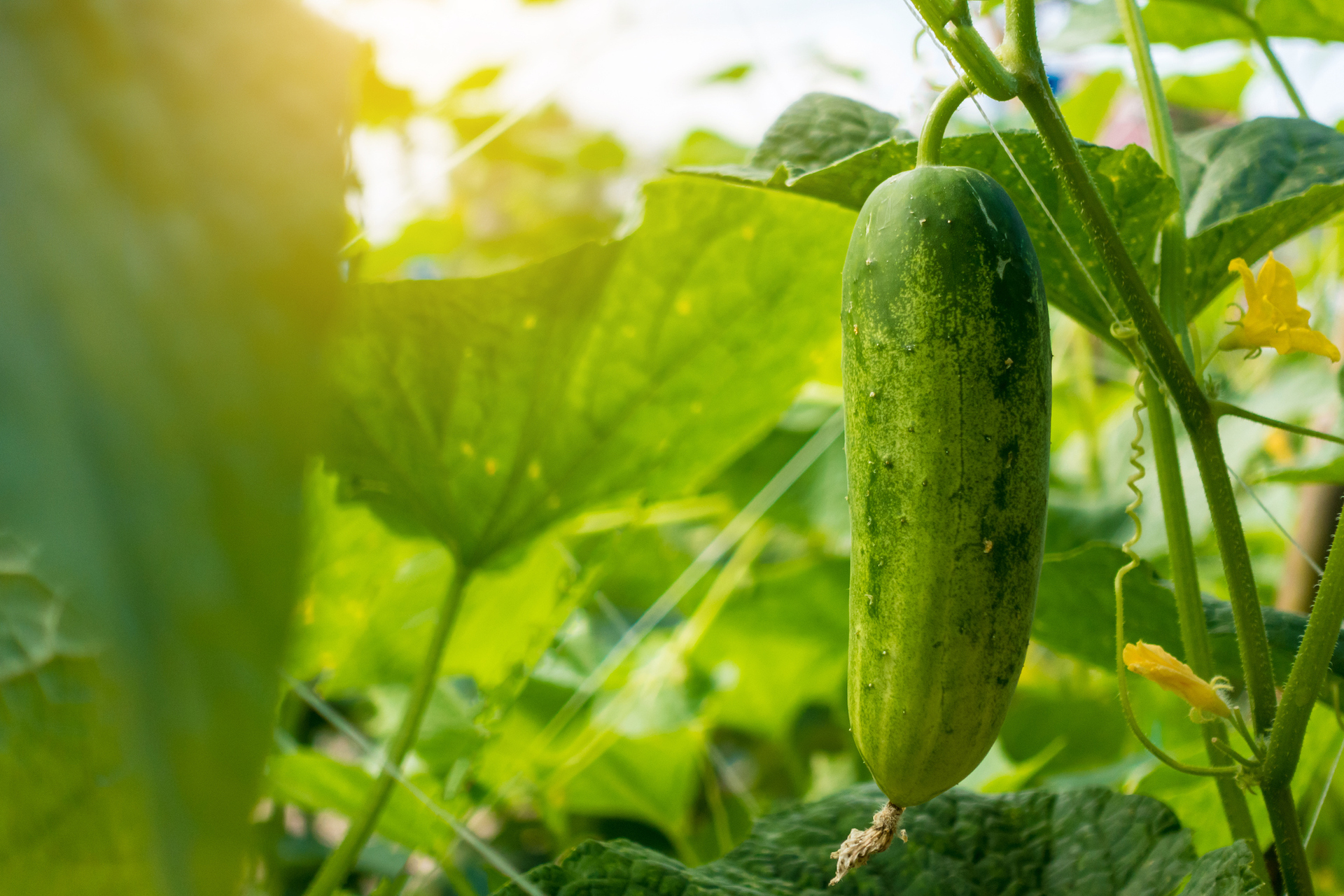 Do Cucumbers Grow Better On The Ground at Matilde Dunne blog