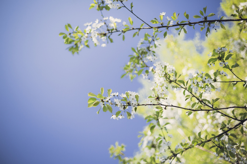 Large Flowering Trees for Colorado Climates | Nick's Garden Center