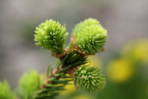 Globe Spruce | Shade Loving Evergreen Trees for Colorado Climates | Nick's Garden Center | Denver CO