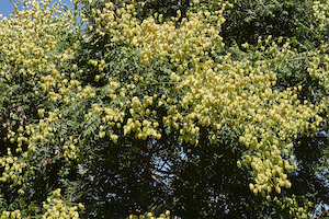 Golden Rain Tree | Flowering Trees for Colorado Climate | Nick's Garden Center | Denver CO