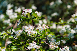 Hawthorne Tree | Flower Trees for Colorado Climate | Nick's Garden Center | Denver CO