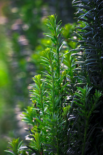Hick's Yew | Plants for Colorado Climate | Nick's Garden Center | Denver CO