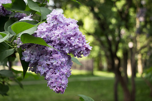 Lilac | Flowering Shrubs for Colorado Climates | Nick's Garden Center | Denver CO