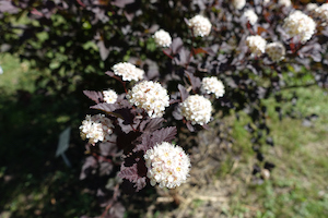 Ninebark | Flowering Trees for Colorado Climate | Nick's Garden Center | Denver CO