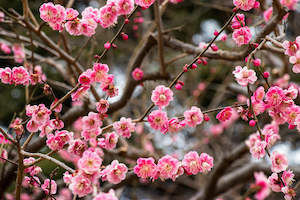 Ornamental Plum Tree | Flowering Trees for Colorado Climate | Nick's Garden Center | Denver CO
