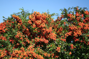 Pyracantha | Shade Loving Evergreen Trees for Colorado Climates | Nick's Garden Center | Denver CO
