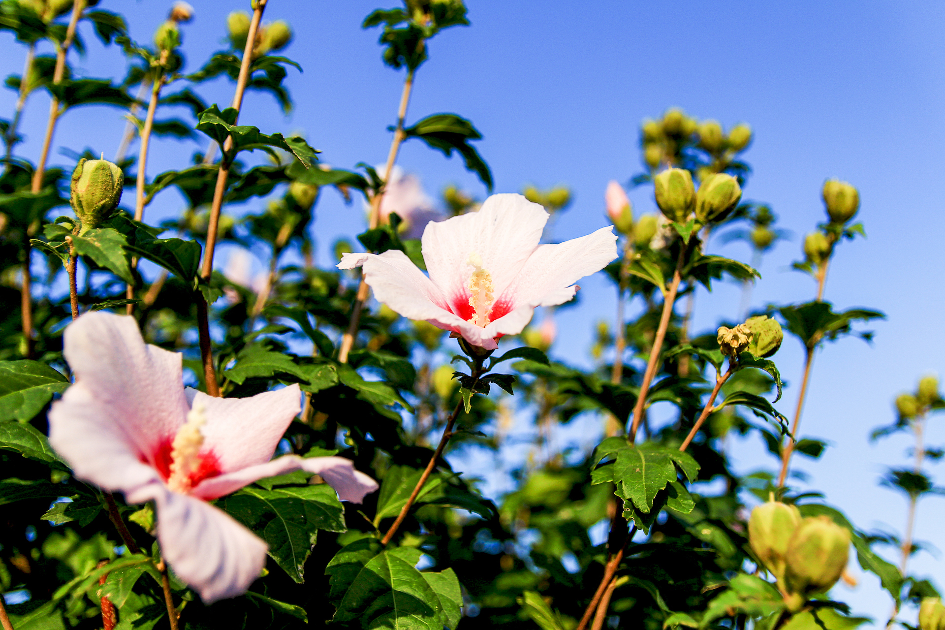 Rose of Sharon | Plants for Colorado Climates | Nick's Garden Center | Denver CO