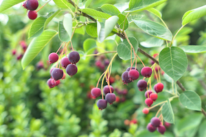 Serviceberry | Flowering Plants for Colorado Climates | Nick's Garden Center | Denver CO