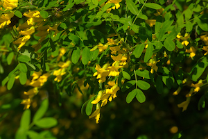 Siberian Pea Shrub | Xeric Plants | Nick's Garden Center | Denver CO