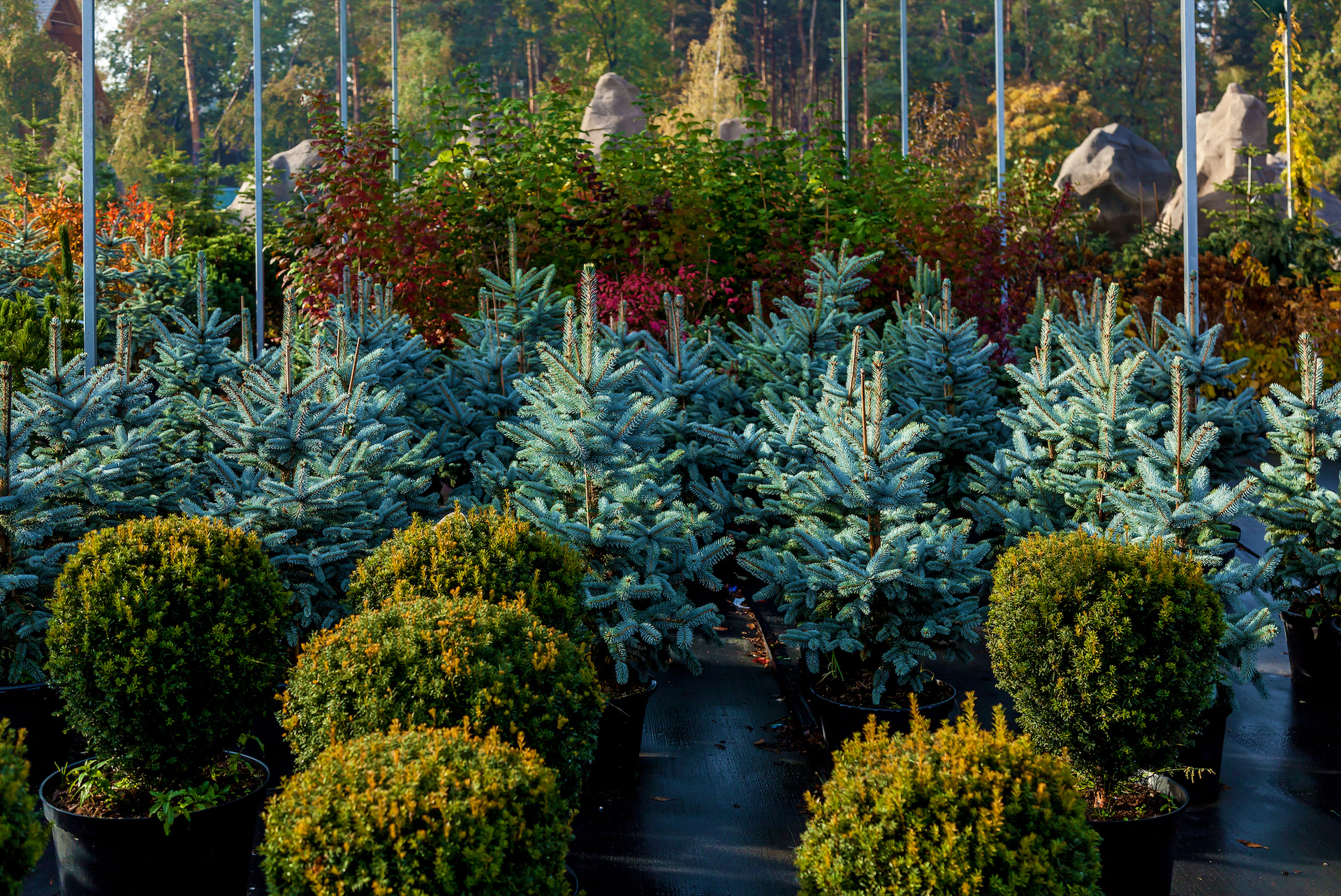 Small Evergreen Trees Nick S Garden, Small Evergreen Trees For Landscaping Near House