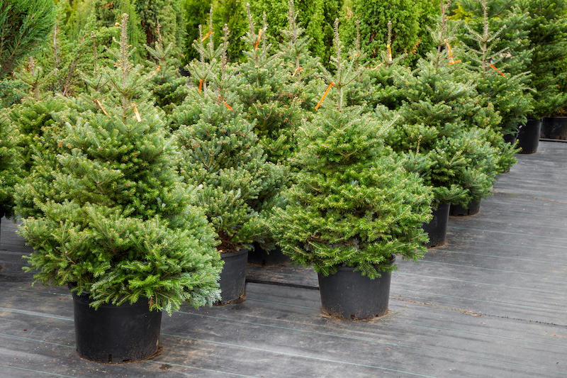 Small Pine Trees for Sale | Evergreen Trees for Colorado Climates | Nick's Garden Center | Denver CO