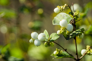 Snowberry | Plants & Shrubs for Shade | Nick's Garden Center | Denver CO