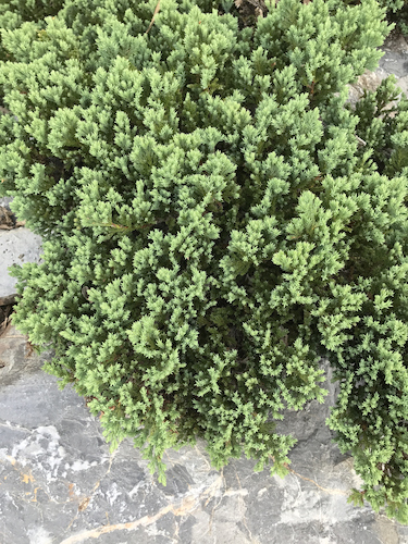 Spreading Juniper | Ground Cover Plants for Colorado Climates | Nick's Garden Center | Denver CO