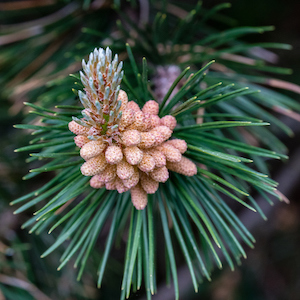 Tannenbaum Mugo Pine | Plants & Trees for Colorado Climates | Nick's Garden Center | Denver CO