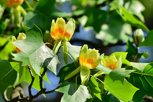 Tulip Tree | Flowering Trees for Colorado Climate | Nick's Garden Center | Denver CO