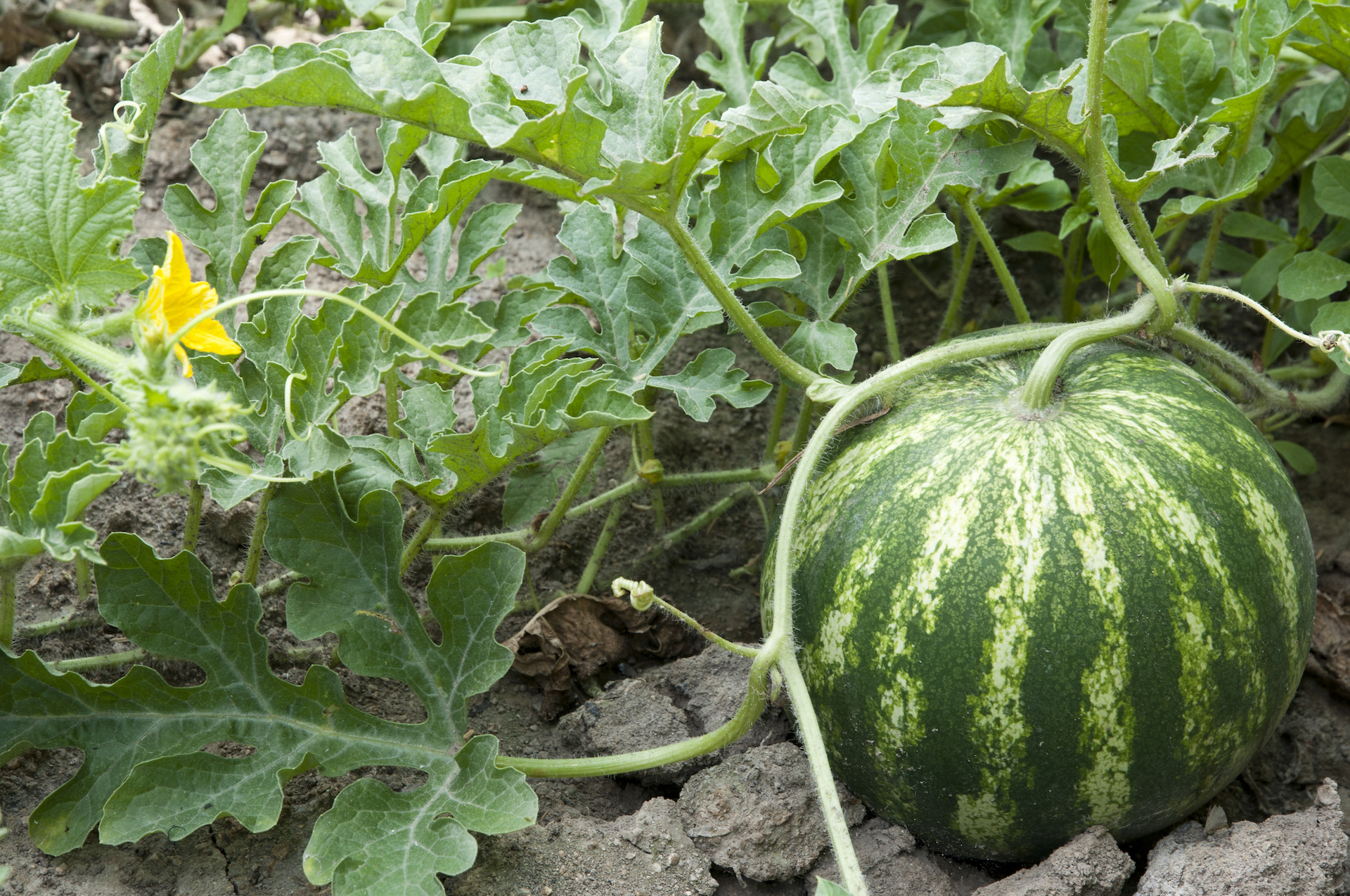Growing Watermelon | Warm Season Crops | NIck's Garden Center | Denver CO