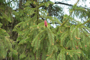 Weeping Norway Spruce | Plants & Trees for Colorado Climates | Nick's Garden Center | Denver CO