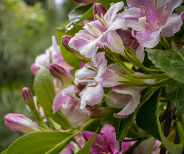 Wiegela | Flowering Plants for Colorado Climates | Nick's Garden Center | Denver CO