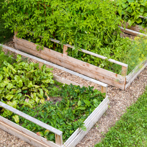 How to Grow in Raised Planting Beds
