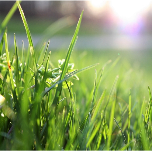 How to Maintain a Healthy Lawn