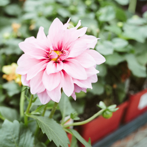 How to Choose the Healthiest Plants When Buying Them in a Store