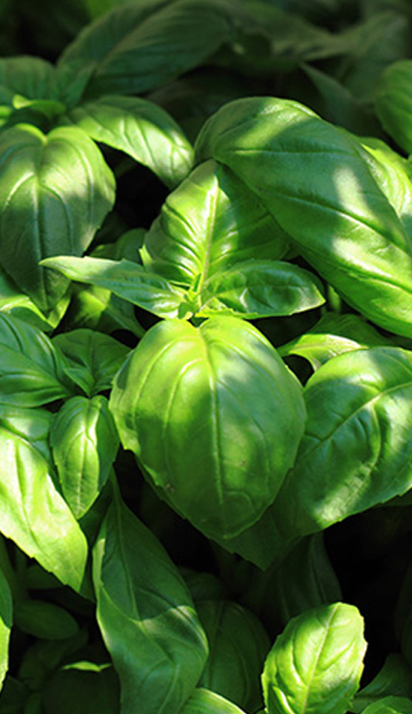 Basil