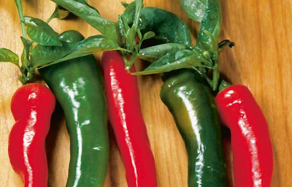 Peppers for Colorado | Nick's Garden Center & Nursery | Denver CO