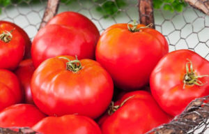 Tomatoes | Nick's Garden Center & Nursery | Denver CO