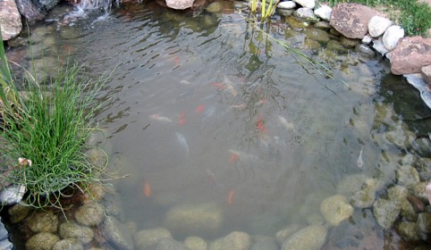 Koi Pond Materials, Koi Fish & Goldfish for Your Denver Area Home