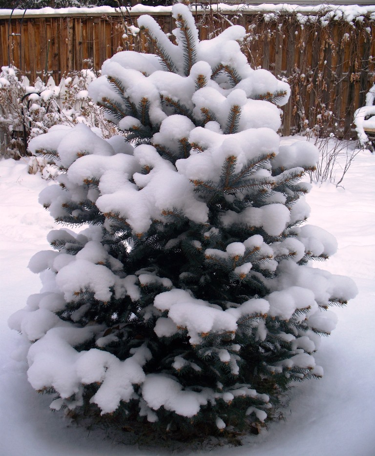 Plant a Living Christmas Tree Nick's Garden Center