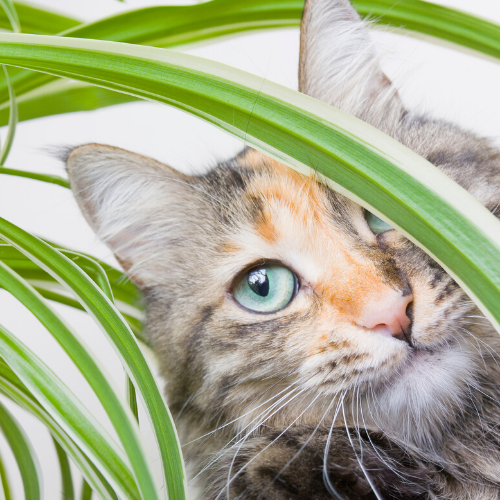 Houseplant 101: Pet Safe Plants