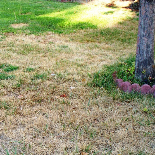Solving Summer Lawn Problems