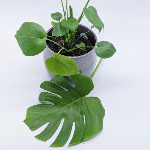 Caring For A Monstera Deliciosa - Nick's Garden Center
