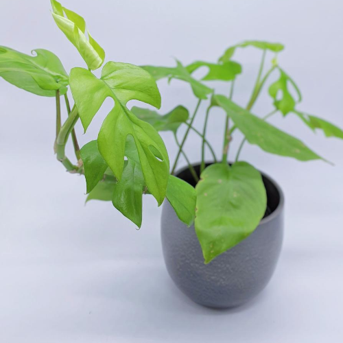 philodendron verrucosum ableger Philodendron verrucosum – Carnivero main image 1