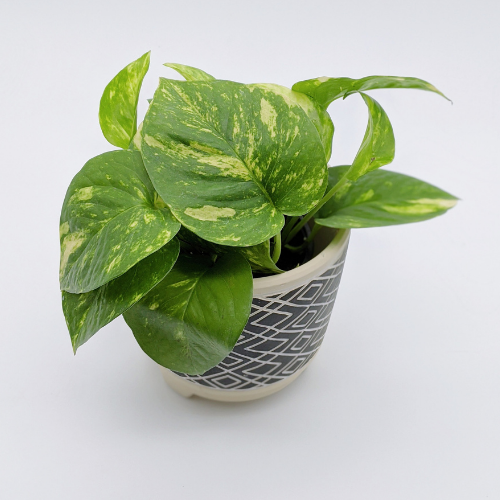 Golden Pothos - Nick's Garden Center